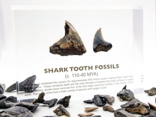 Shark Tooth Fossils
