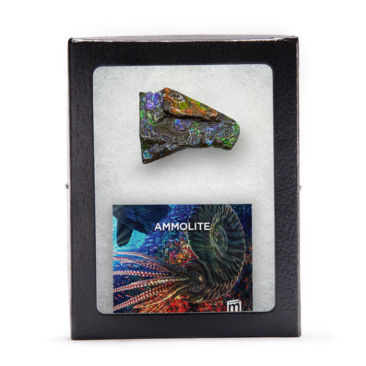 Rainbow Fossil Ammolite - Gem Quality Ammonite Fossil Fragment