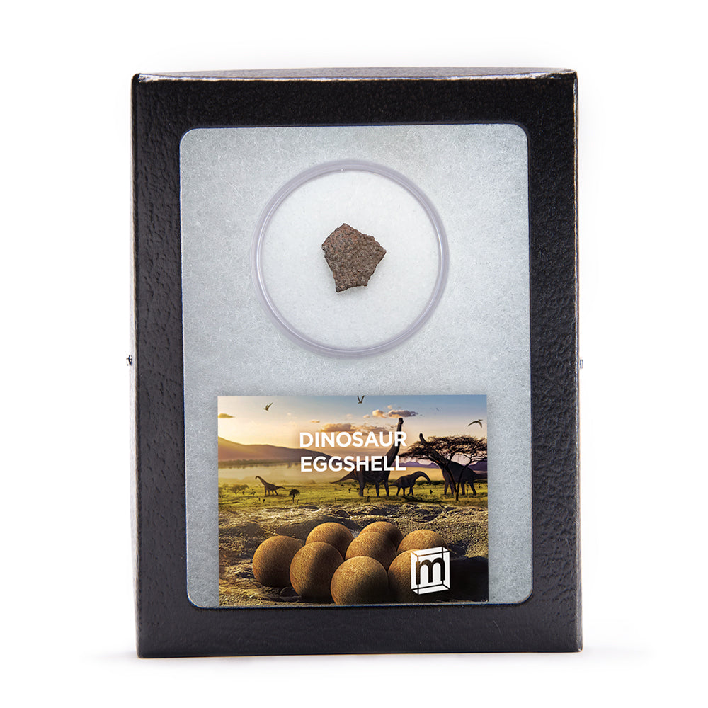 Dinosaur Eggshell