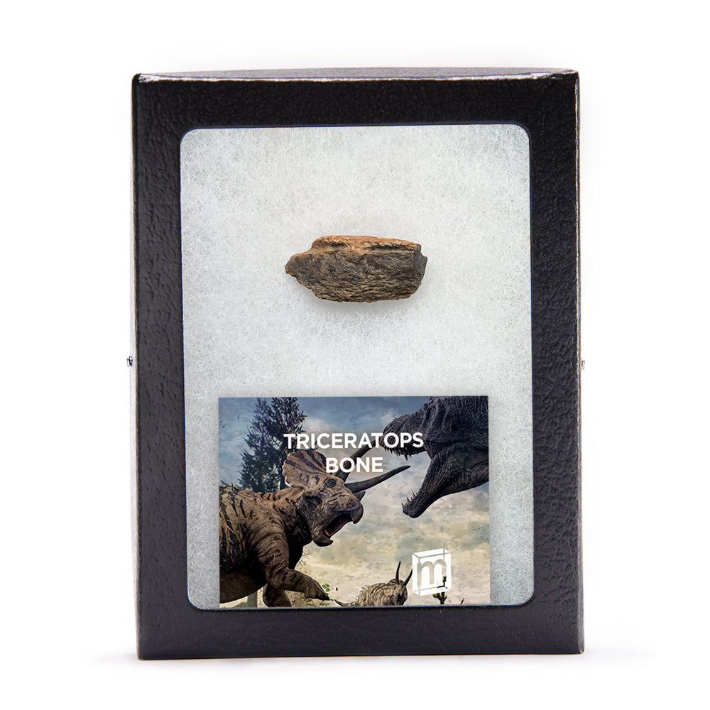 Triceratops Bone