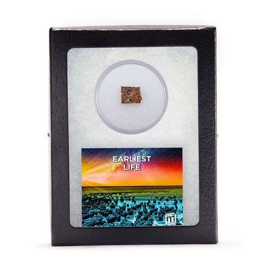 Earliest Life - North Pole Dome Stromatolite - Classic Riker Box Specimen