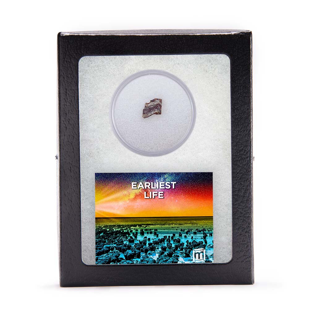 Earliest Life - North Pole Dome Stromatolite - Classic Riker Box Specimen