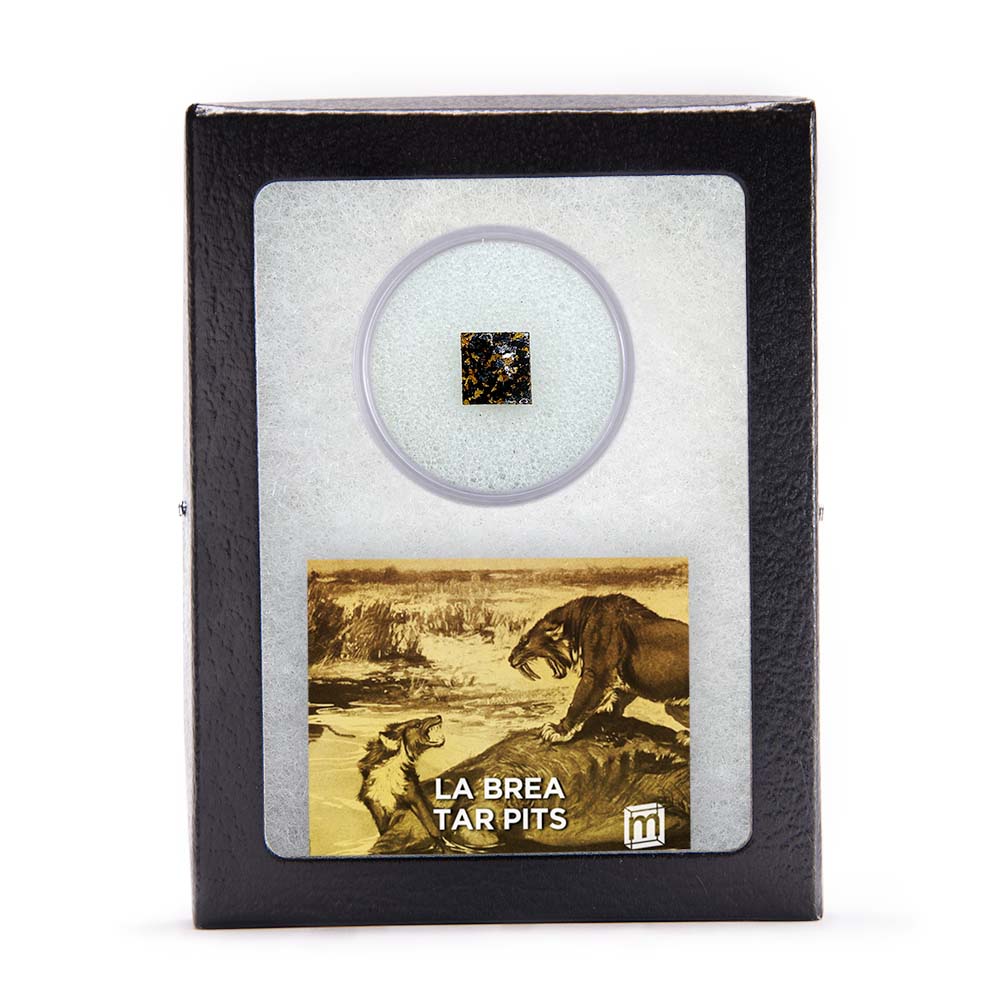 La Brea Tar Pit Riker Box Specimens