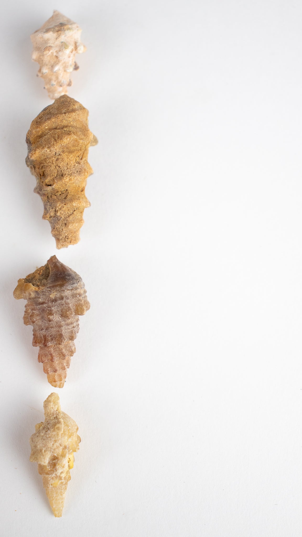 Agatized Gastropod Fossil - Fossil from Stemcell Science Shop