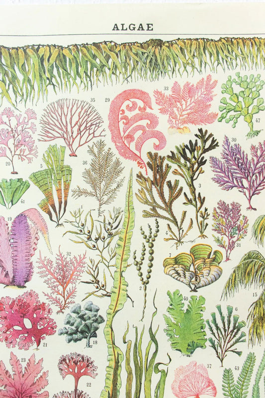 Algae Scientific Chart - Charts from Stemcell Science Shop