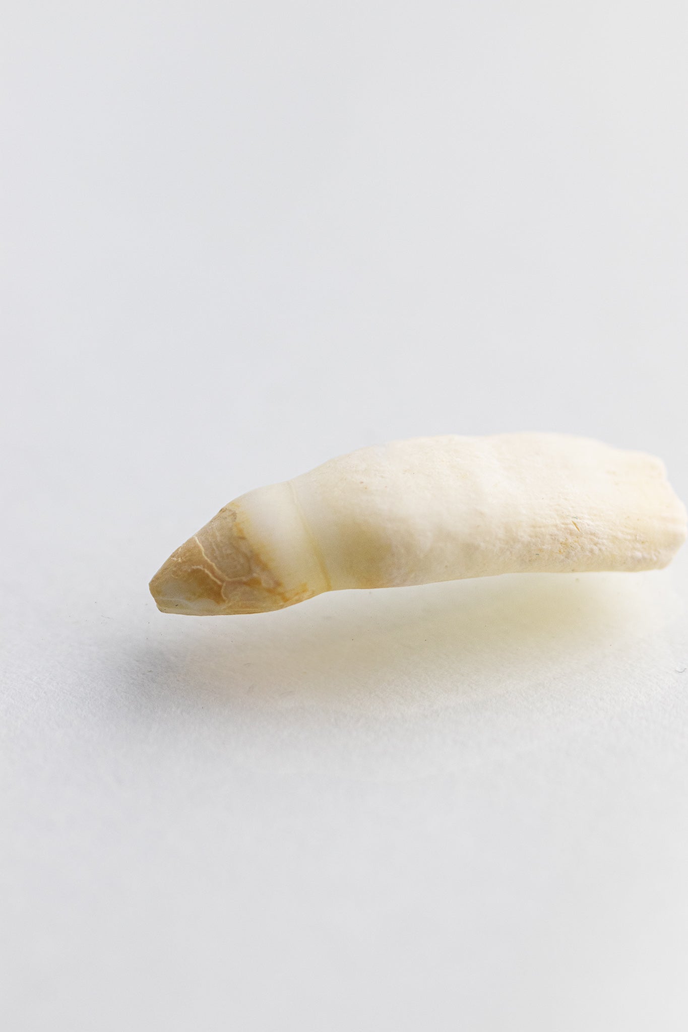 Alligator Tooth - Bones & Such from Stemcell Science Shop