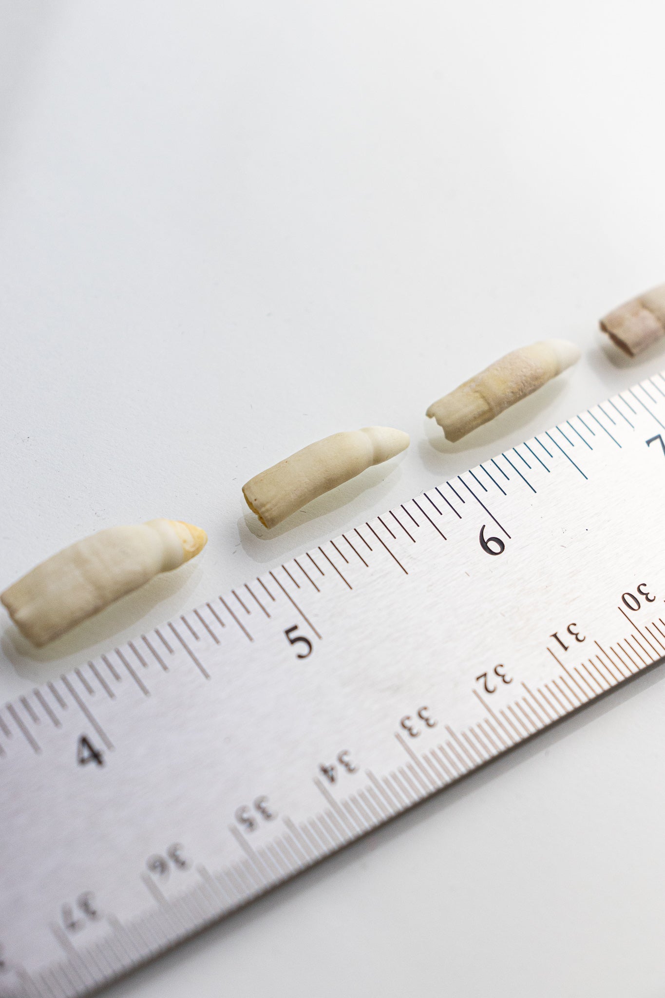 Alligator Tooth - Bones & Such from Stemcell Science Shop
