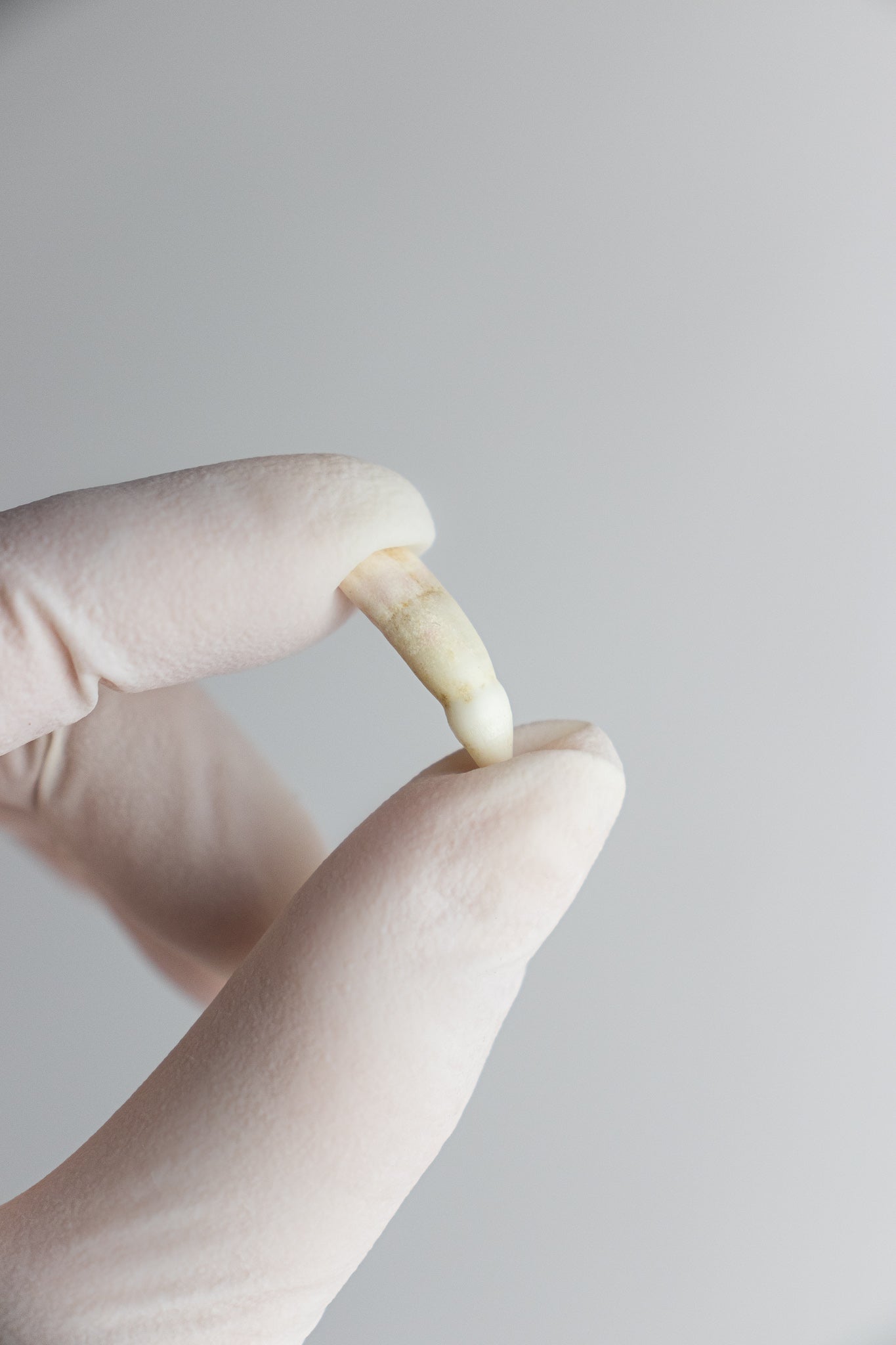 Alligator Tooth - Bones & Such from Stemcell Science Shop