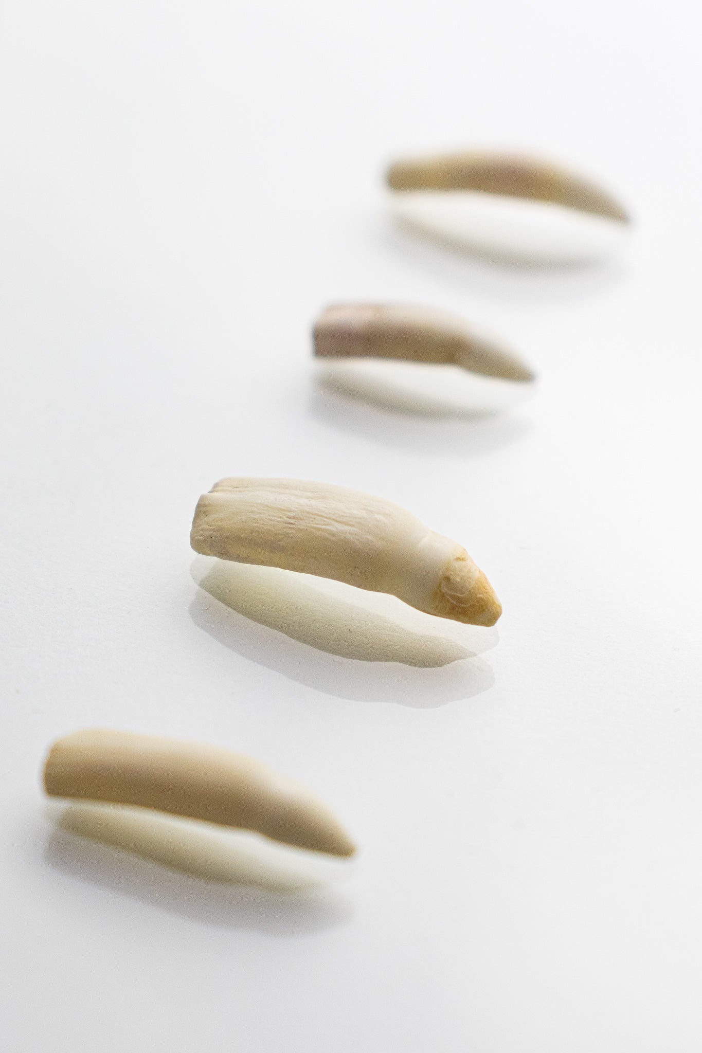 Alligator Tooth - Bones & Such from Stemcell Science Shop