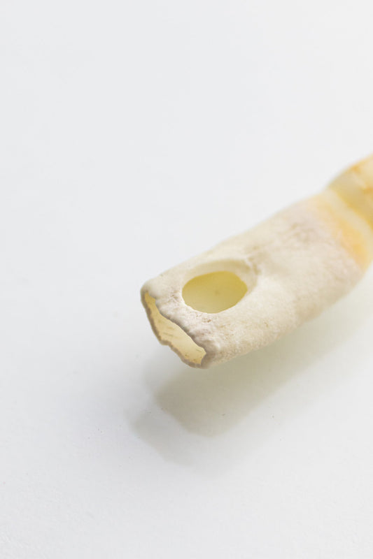 Alligator Tooth - Bones & Such from Stemcell Science Shop