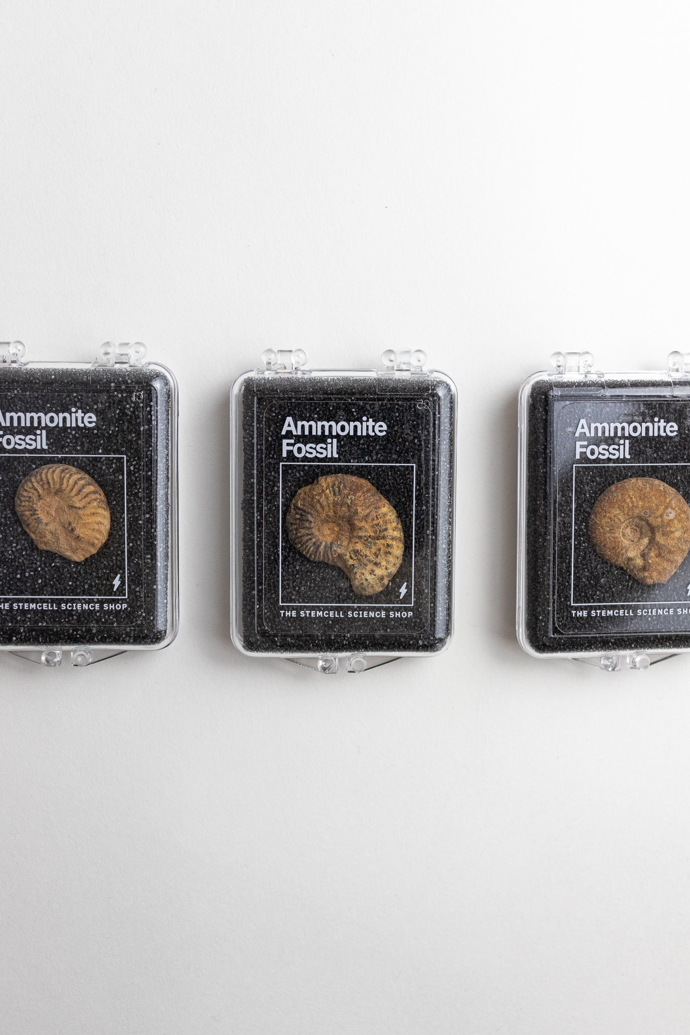 Ammonite Fossil - Fossil from Stemcell Science Shop