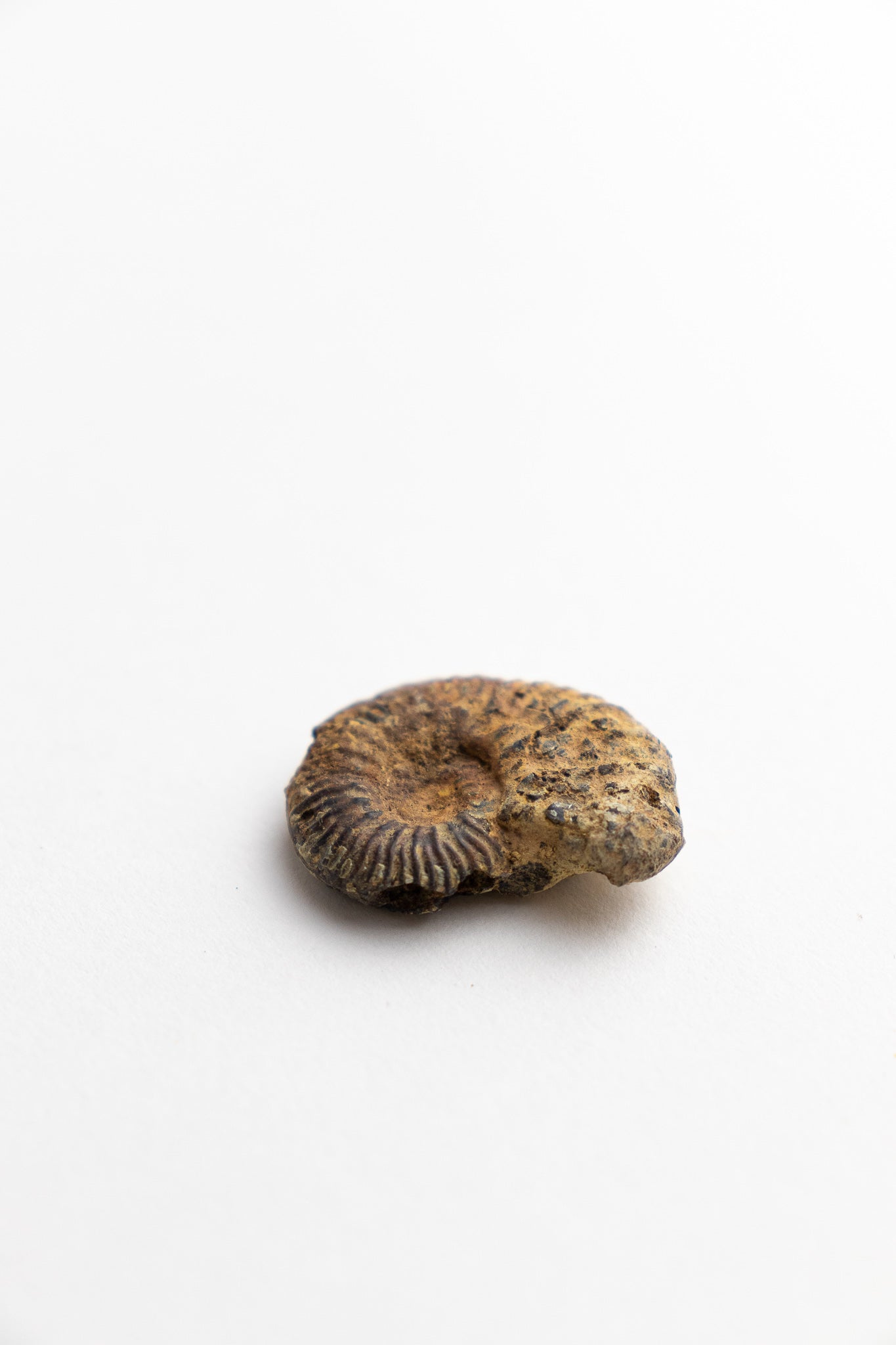 Ammonite Fossil - Fossil from Stemcell Science Shop