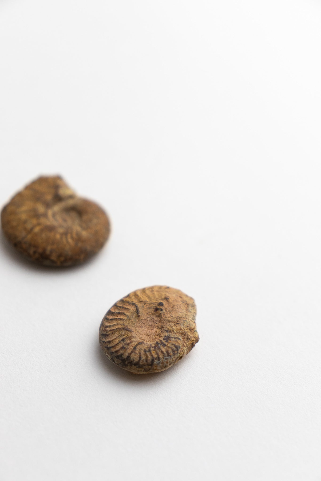 Ammonite Fossil - Fossil from Stemcell Science Shop
