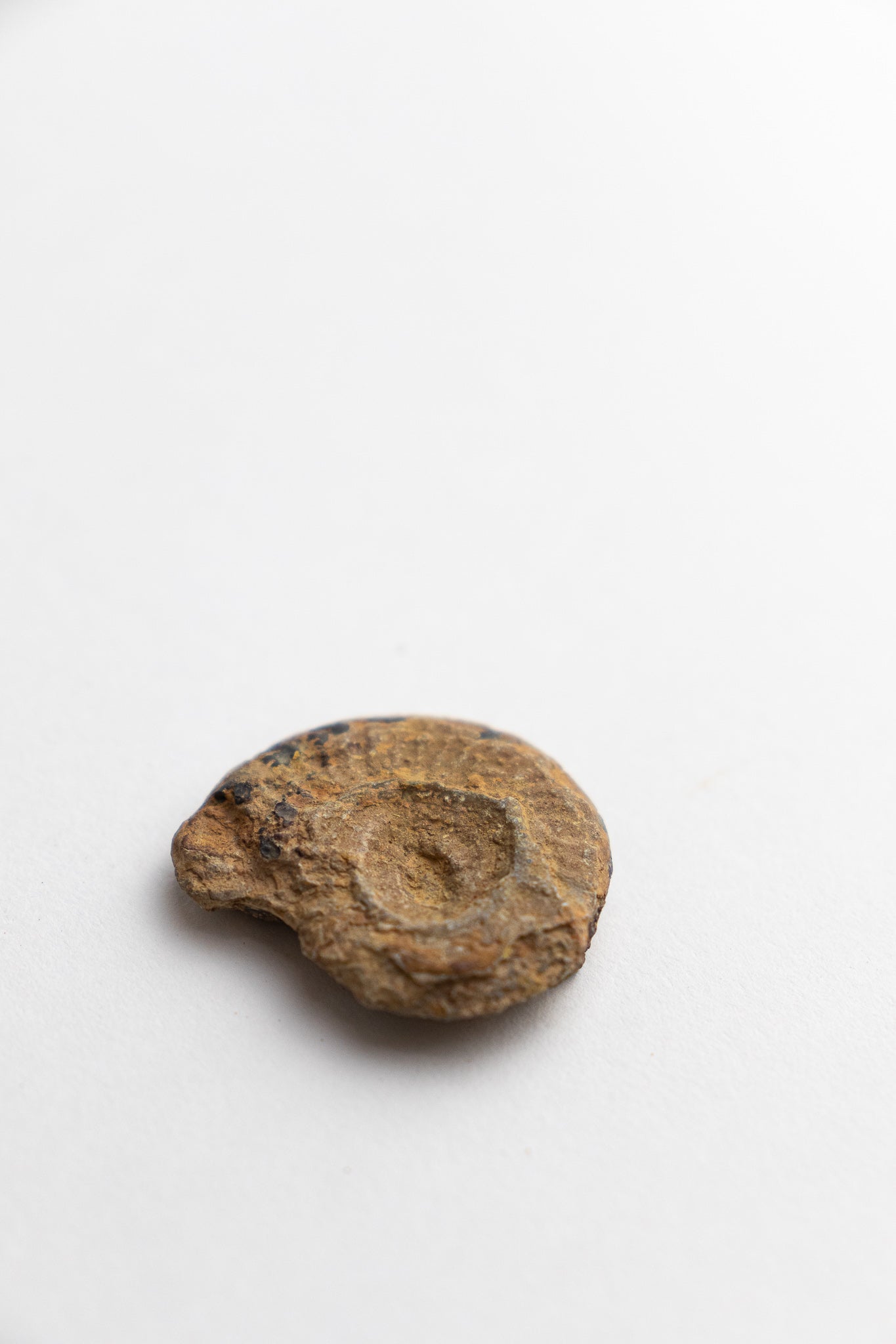 Ammonite Fossil - Fossil from Stemcell Science Shop
