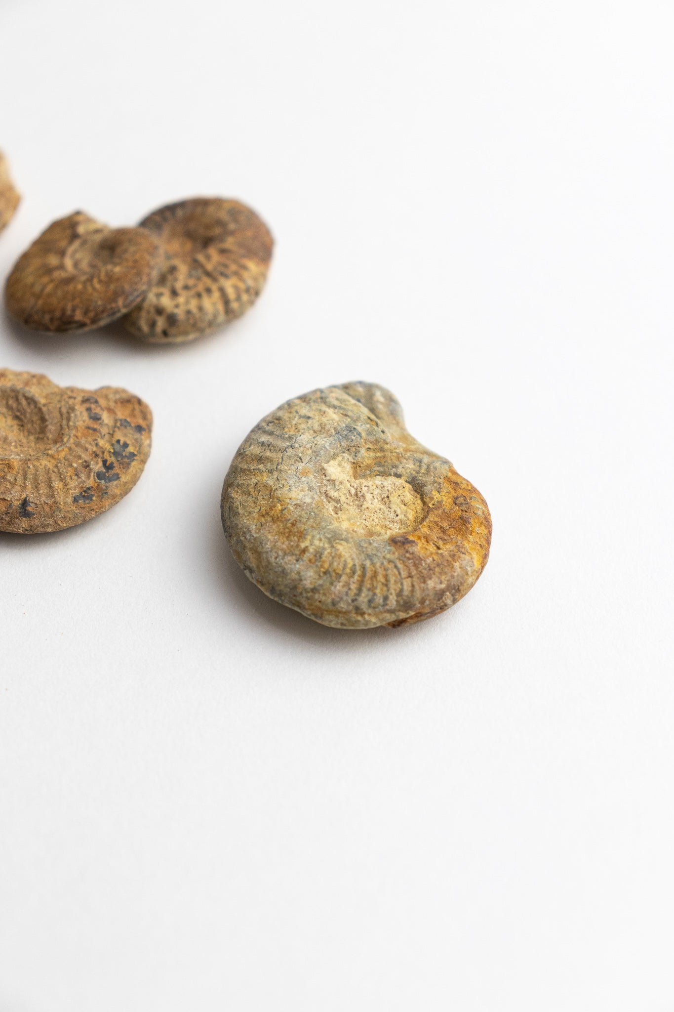 Ammonite Fossil - Fossil from Stemcell Science Shop