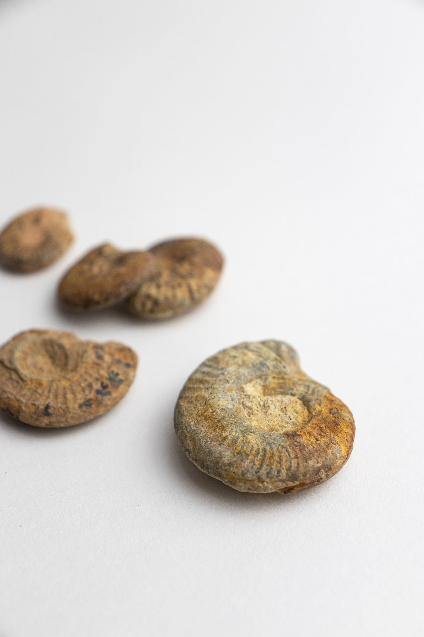 Ammonite Fossil - Fossil from Stemcell Science Shop