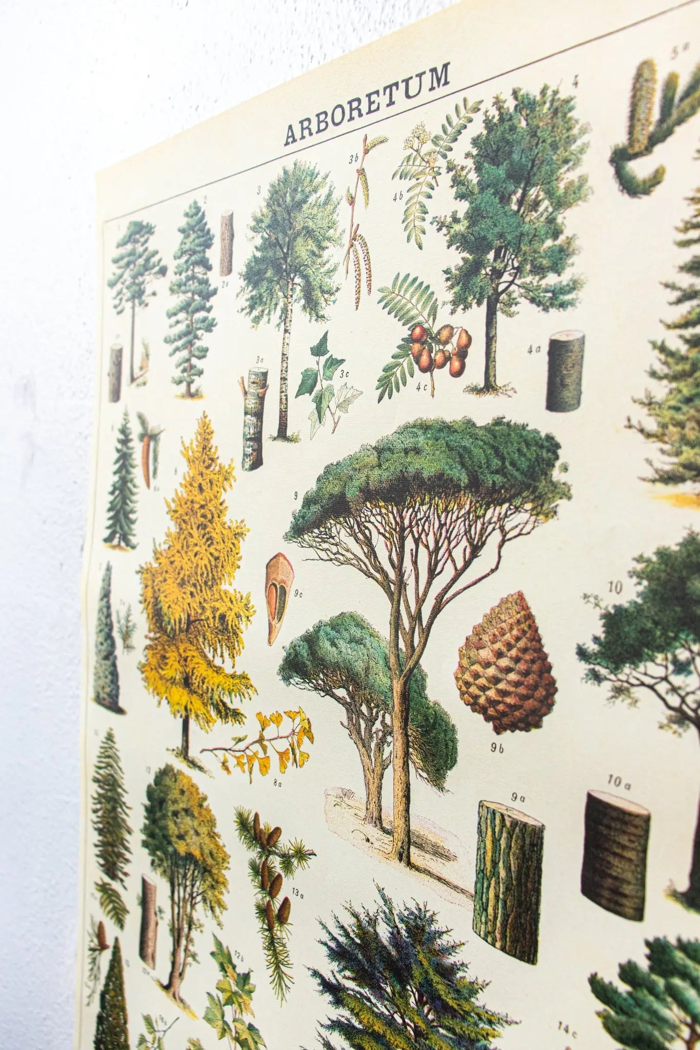 Arboretum Scientific Chart - Charts from Stemcell Science Shop