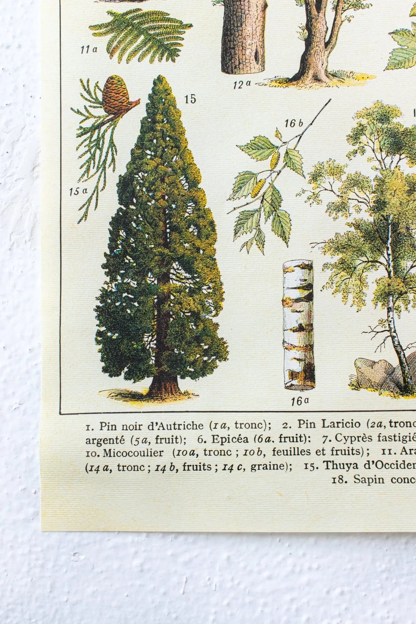 Arboretum Scientific Chart - Charts from Stemcell Science Shop
