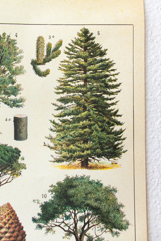 Arboretum Scientific Chart - Charts from Stemcell Science Shop