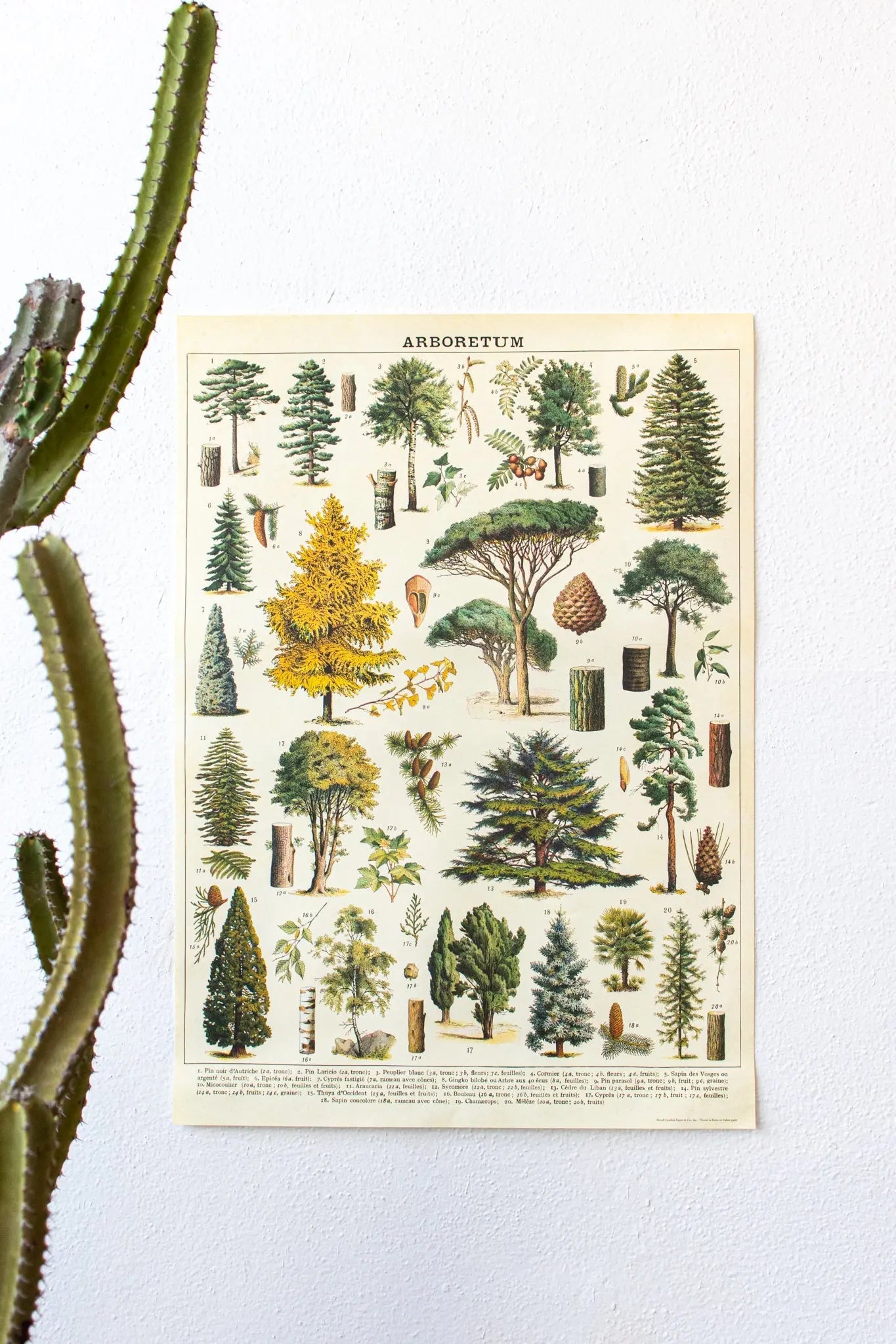 Arboretum Scientific Chart - Charts from Stemcell Science Shop