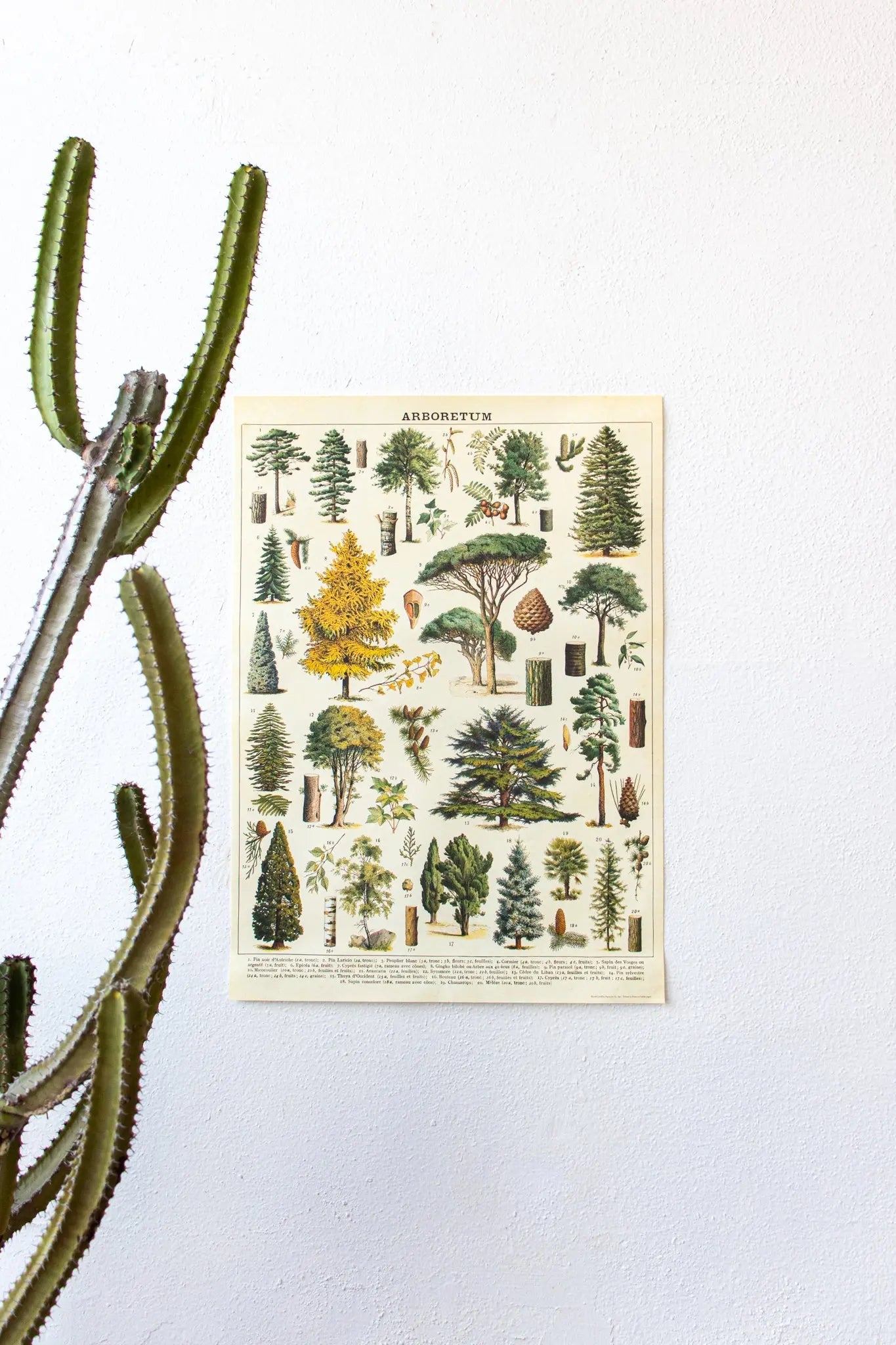 Arboretum Scientific Chart - Charts from Stemcell Science Shop