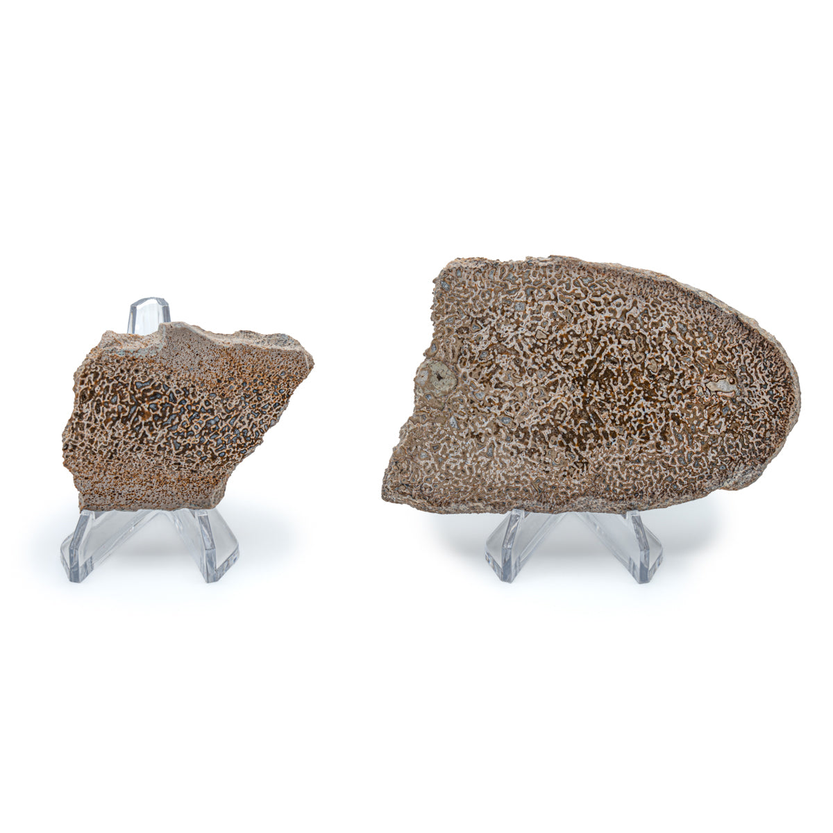 Atlasaurus Bone - Classic Boxed Specimens