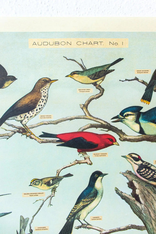 Audubon Birds Scientific Chart - Charts from Stemcell Science Shop