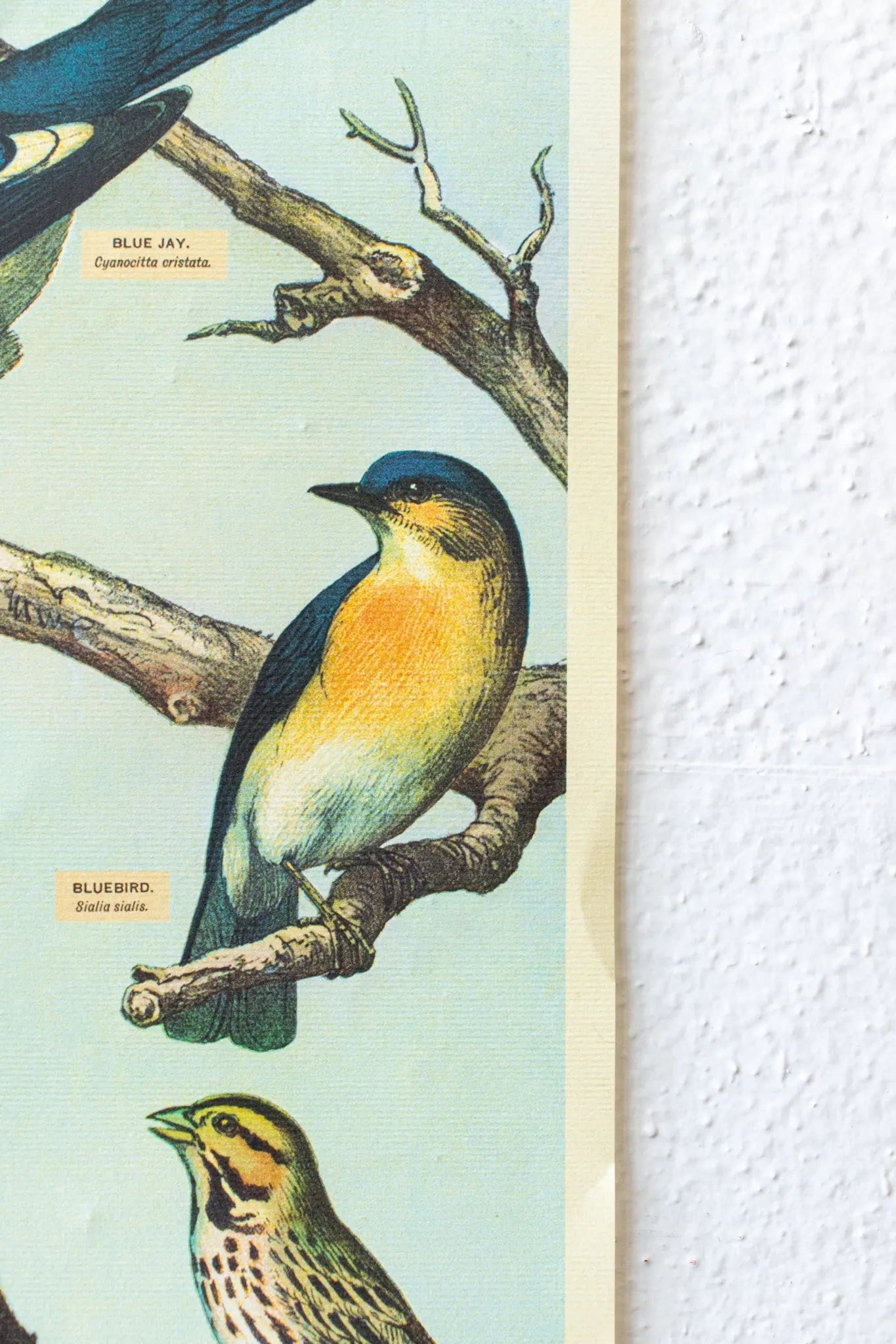 Audubon Birds Scientific Chart - Charts from Stemcell Science Shop