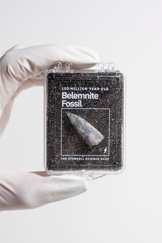 Belemnite Fossil - Fossil from Stemcell Science Shop