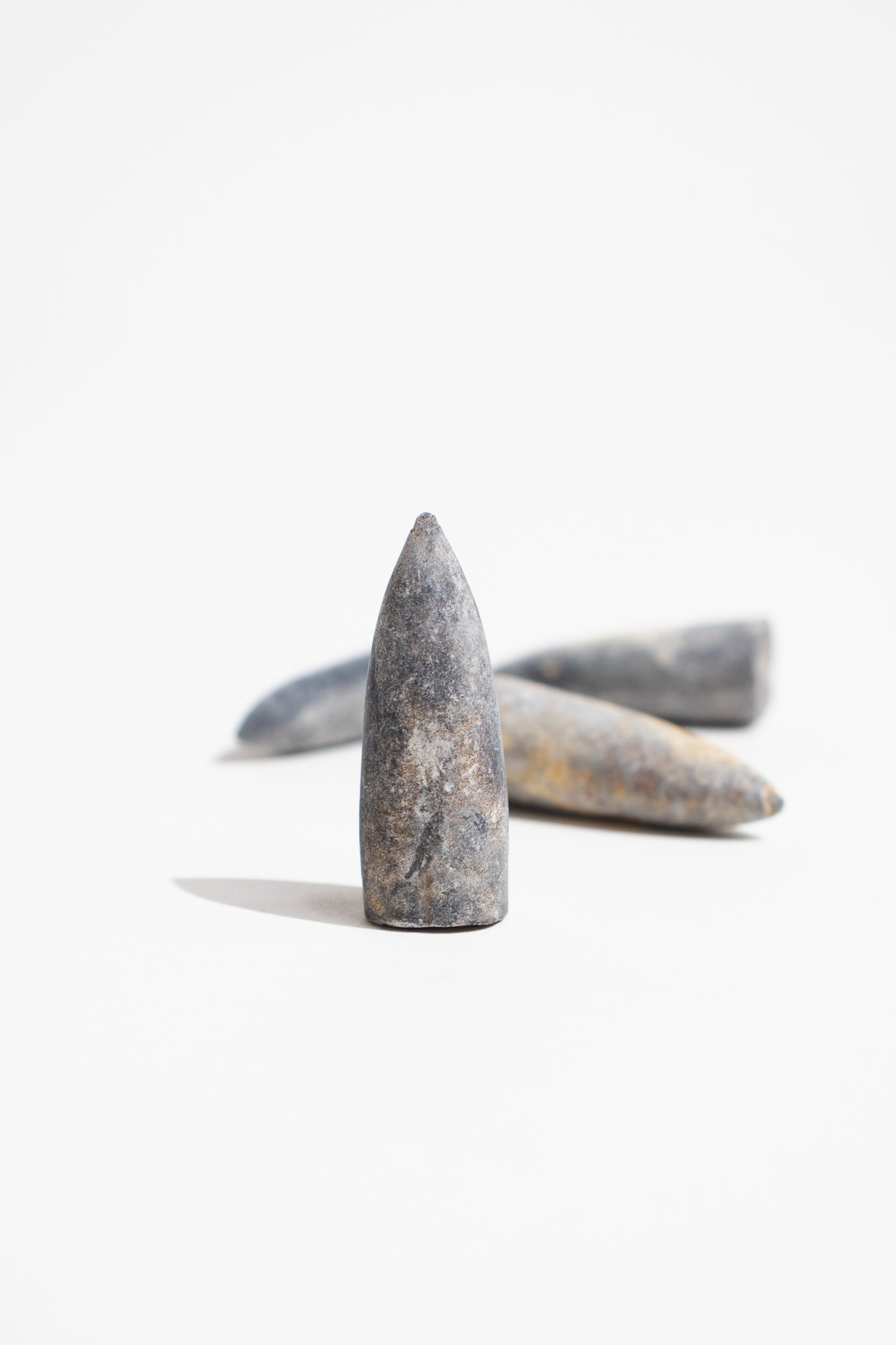 Belemnite Fossil - Fossil from Stemcell Science Shop