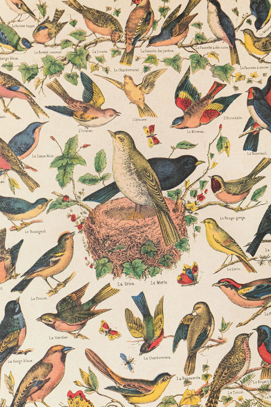 Birds Natural History Scientific Chart - Charts from Stemcell Science Shop