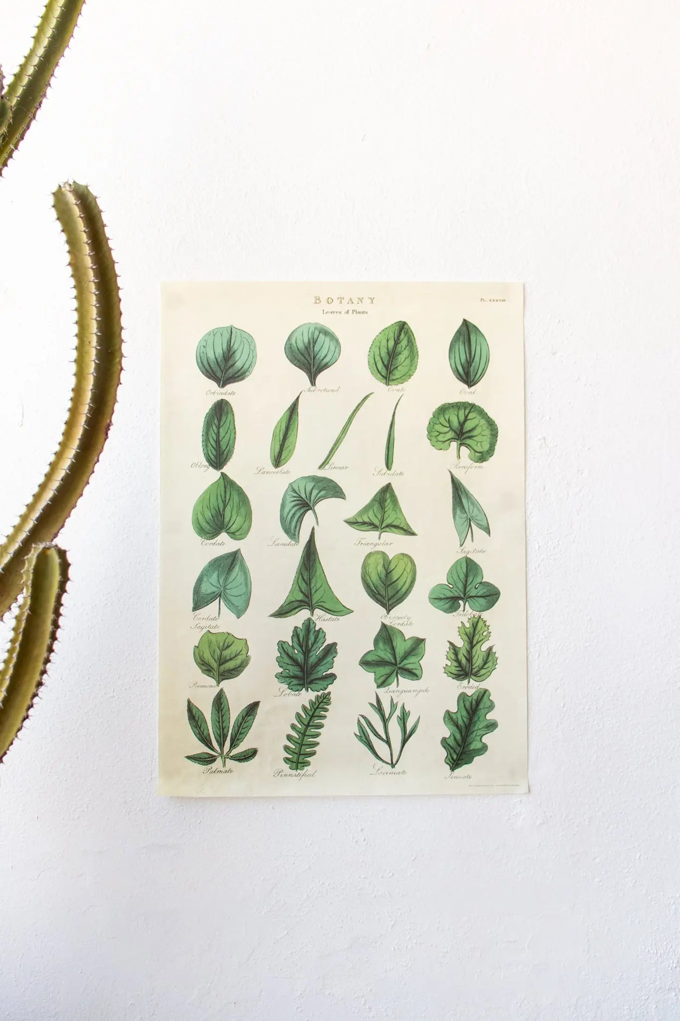 Botany: Leaves of Plants Scientific Chart - Charts from Stemcell Science Shop