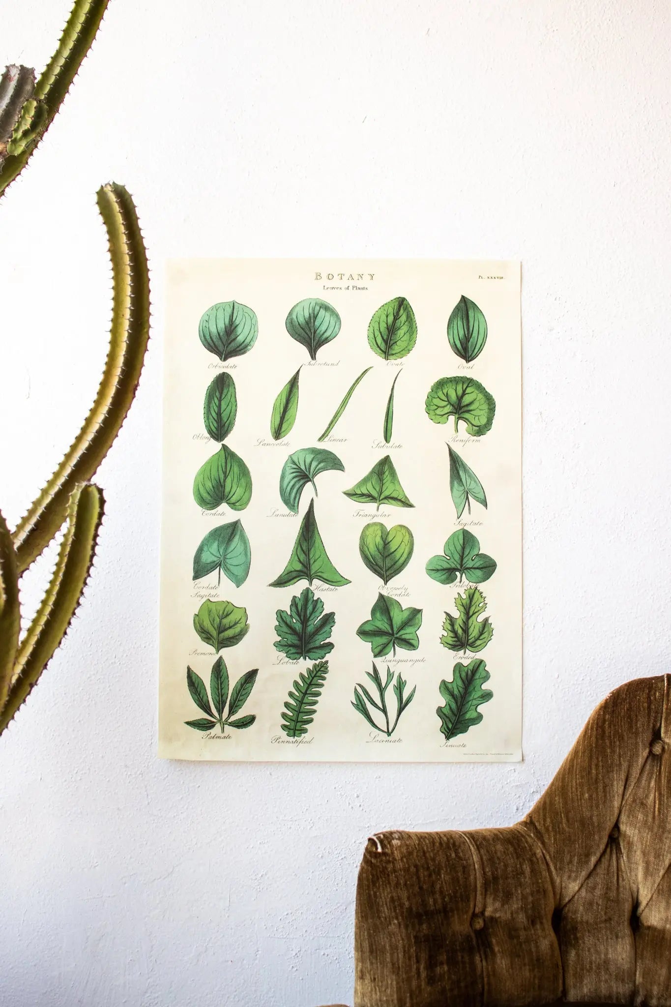 Botany: Leaves of Plants Scientific Chart - Charts from Stemcell Science Shop