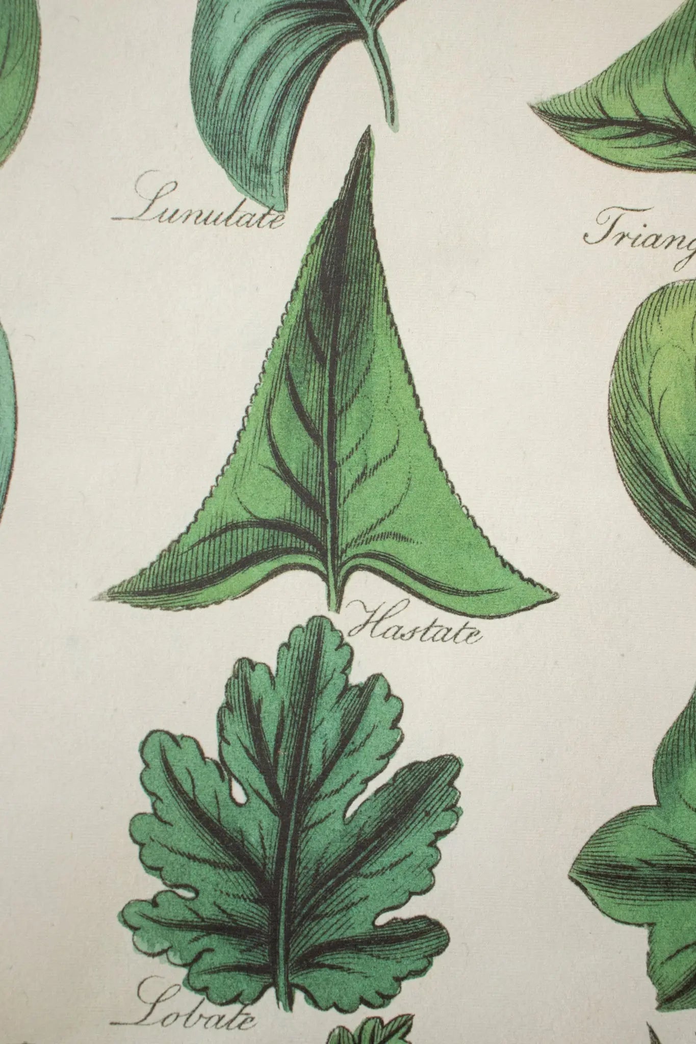 Botany: Leaves of Plants Scientific Chart - Charts from Stemcell Science Shop