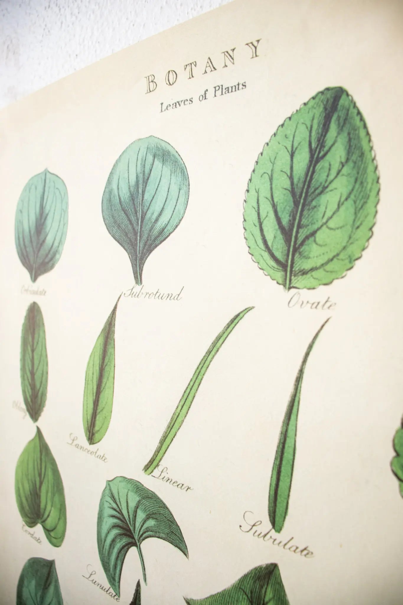 Botany: Leaves of Plants Scientific Chart - Charts from Stemcell Science Shop