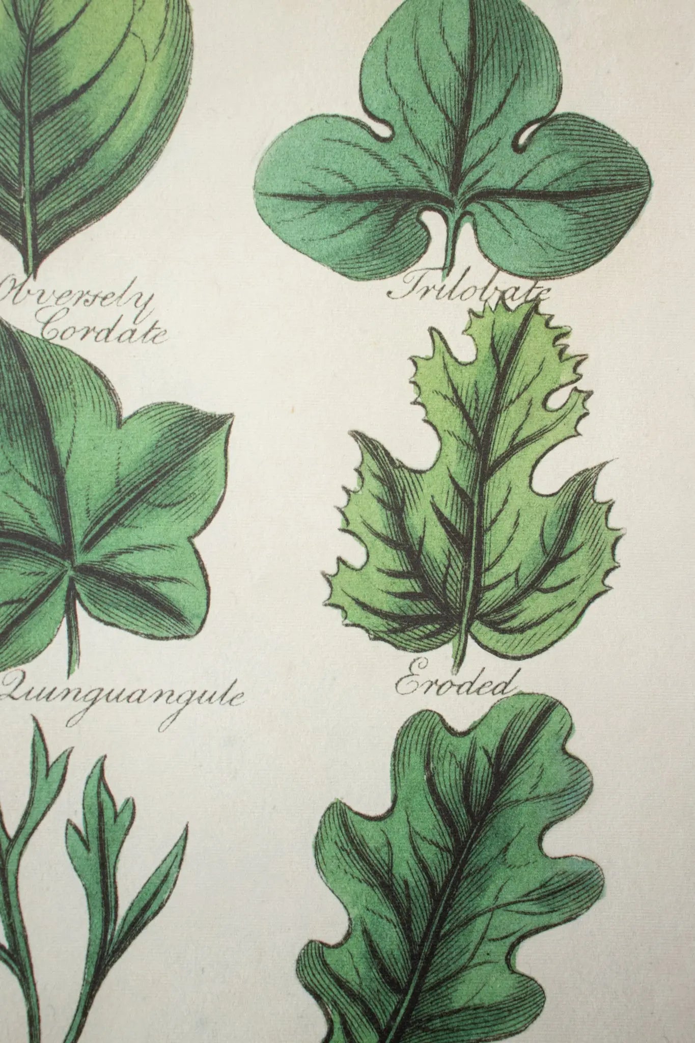 Botany: Leaves of Plants Scientific Chart - Charts from Stemcell Science Shop