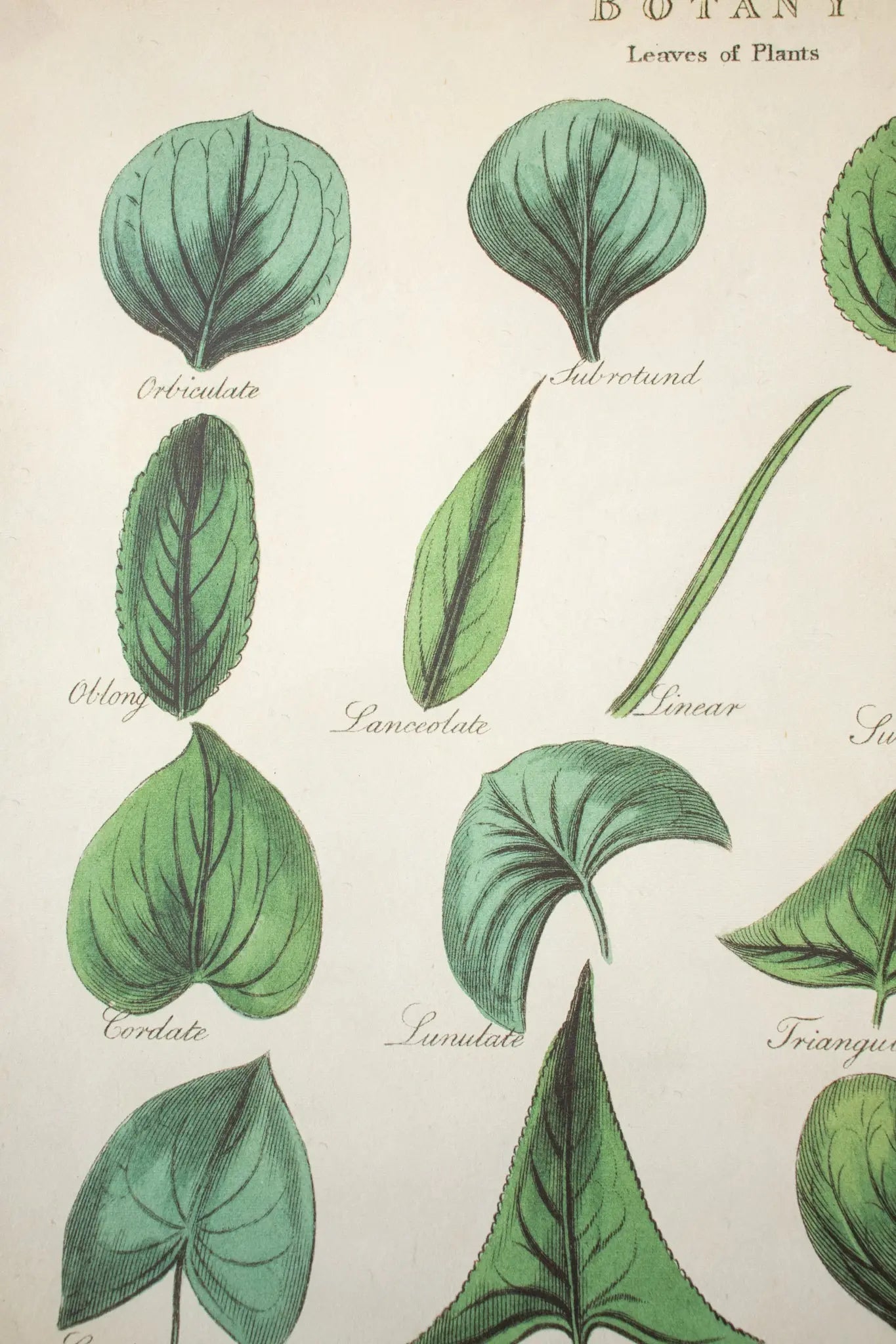 Botany: Leaves of Plants Scientific Chart - Charts from Stemcell Science Shop