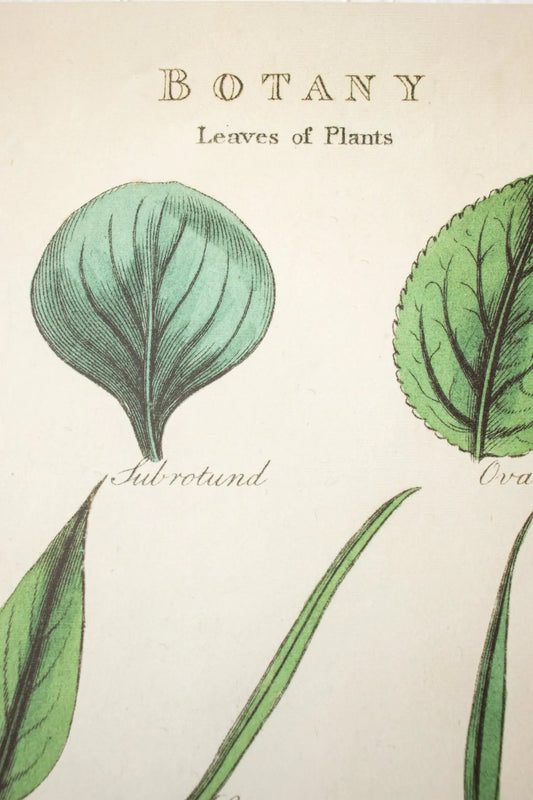 Botany: Leaves of Plants Scientific Chart - Charts from Stemcell Science Shop