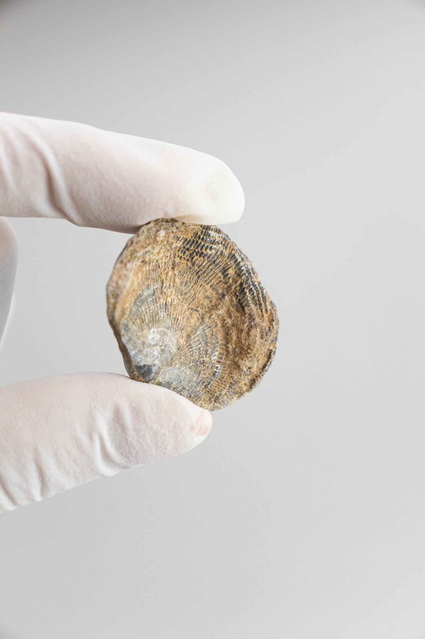 Brachiopod Fossil - Fossil from Stemcell Science Shop