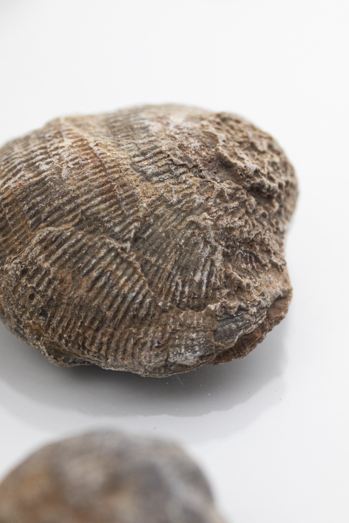 Brachiopod Fossil - Fossil from Stemcell Science Shop