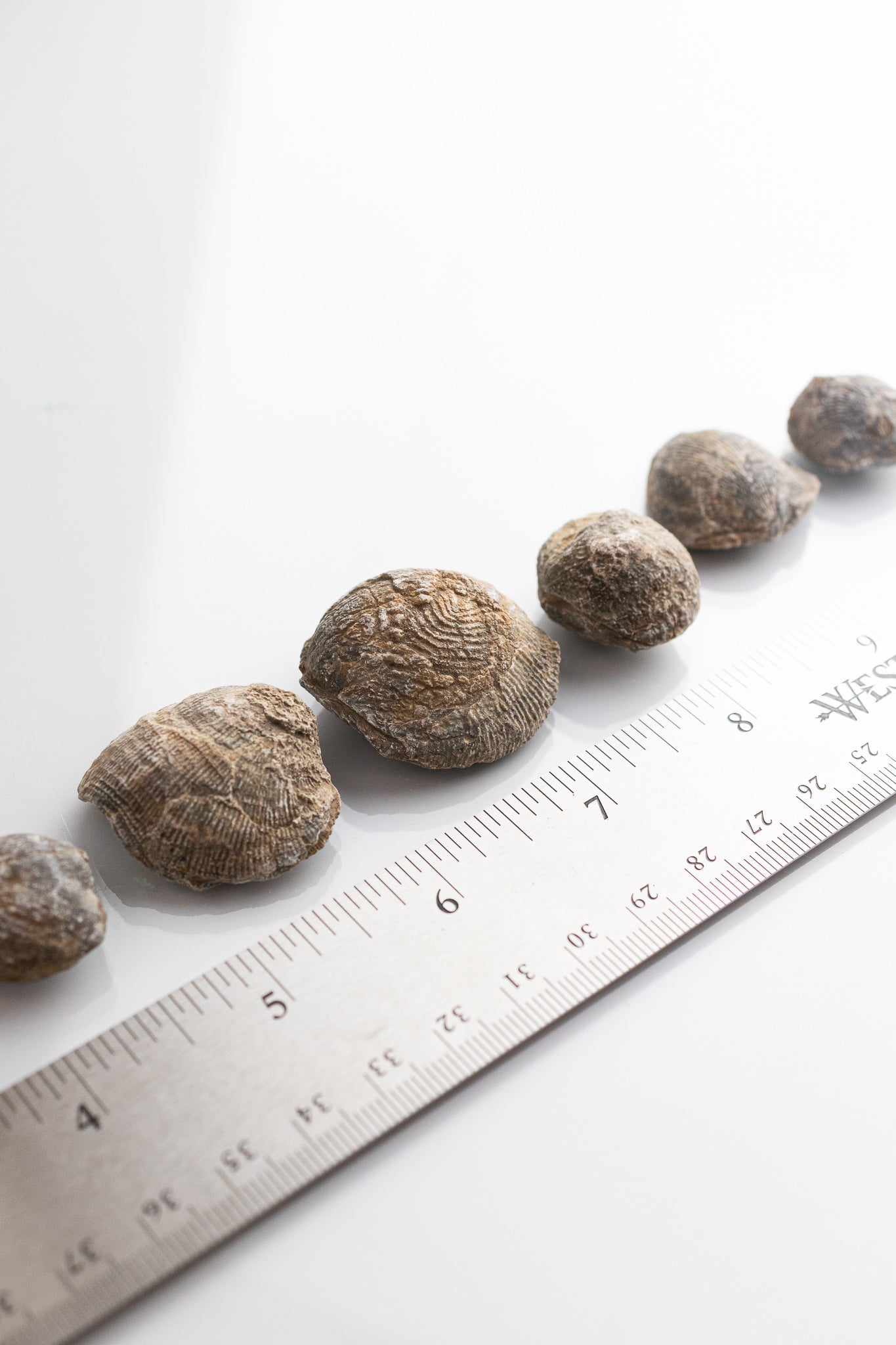 Brachiopod Fossil - Fossil from Stemcell Science Shop