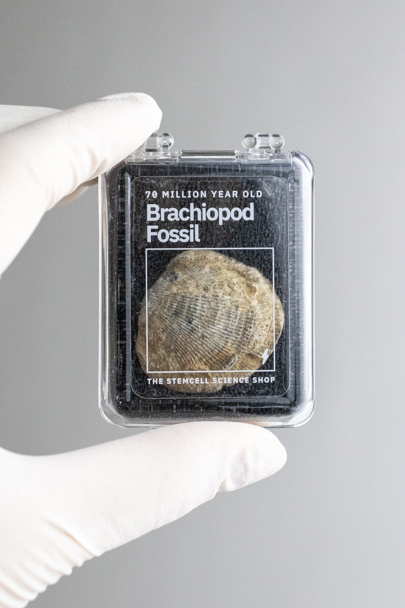 Brachiopod Fossil - Fossil from Stemcell Science Shop