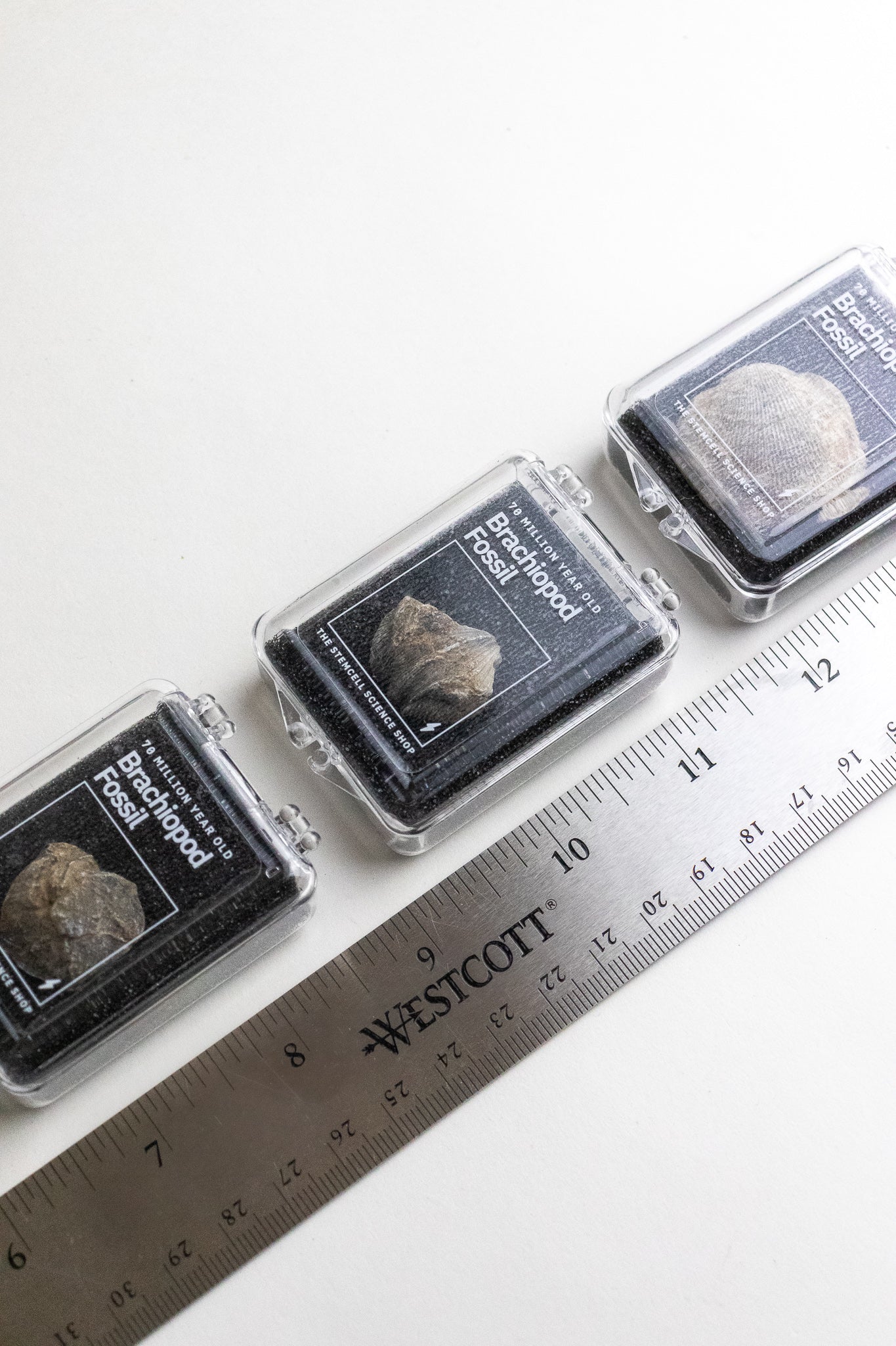Brachiopod Fossil - Fossil from Stemcell Science Shop