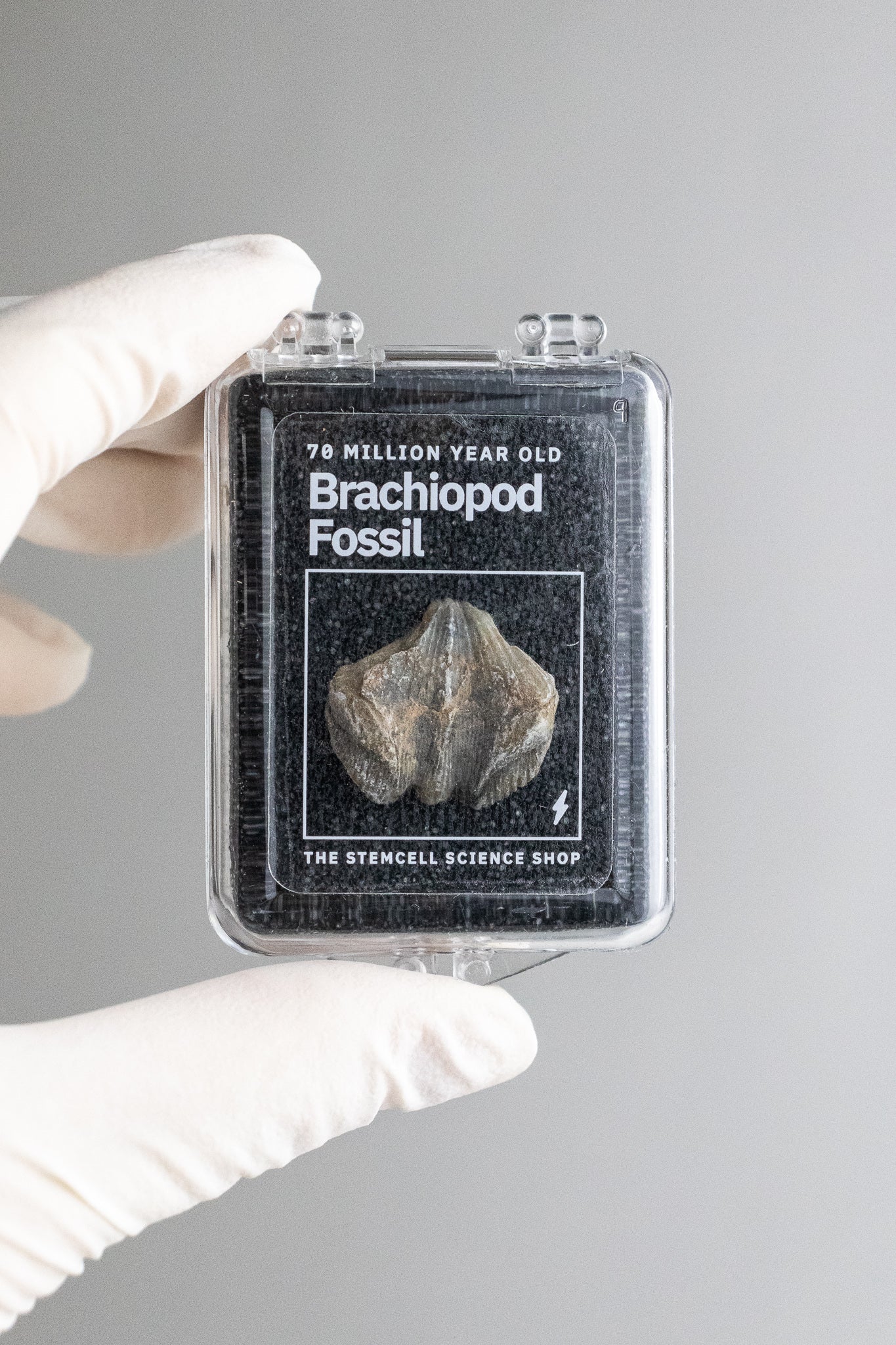 Brachiopod Fossil - Fossil from Stemcell Science Shop