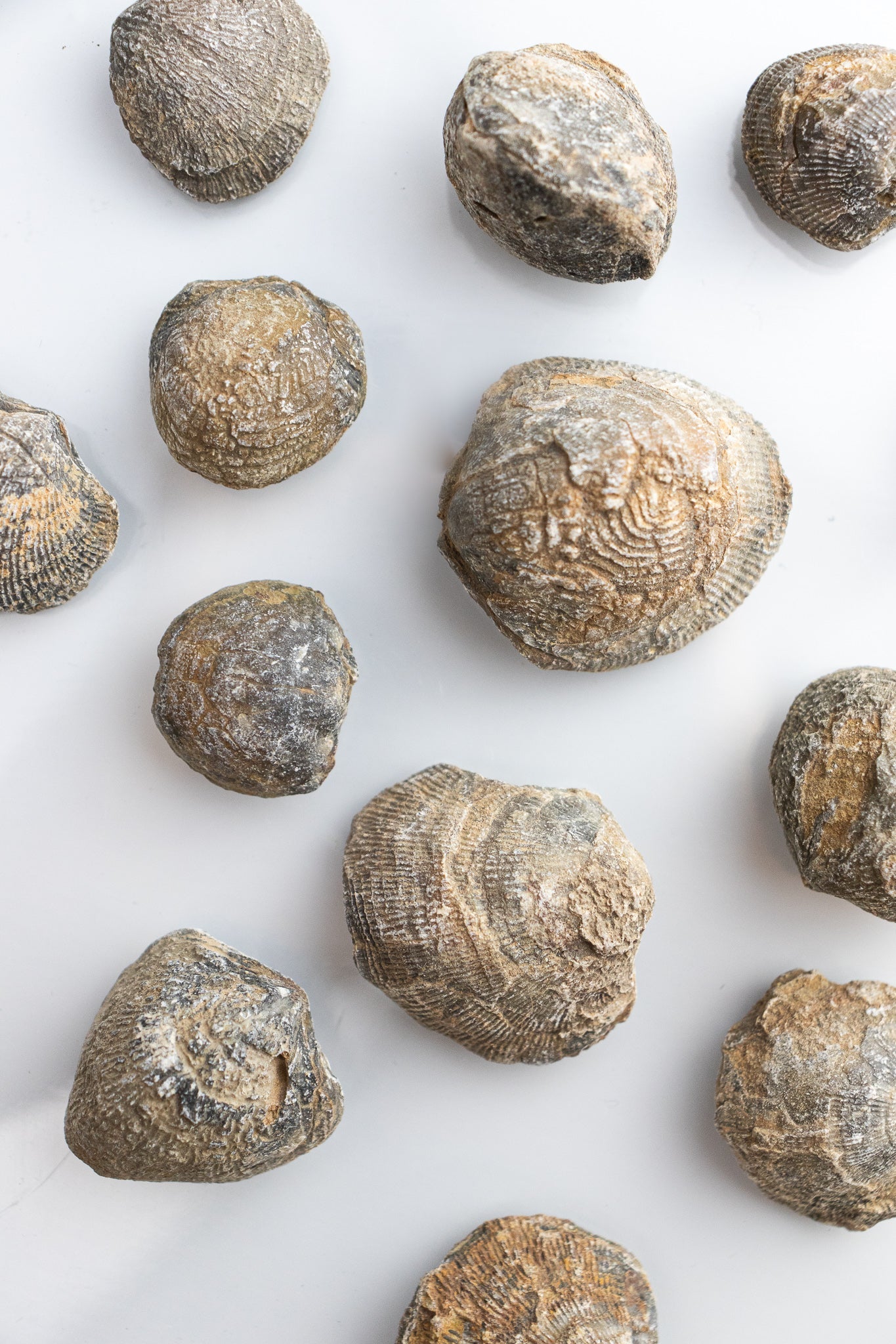 Brachiopod Fossil - Fossil from Stemcell Science Shop