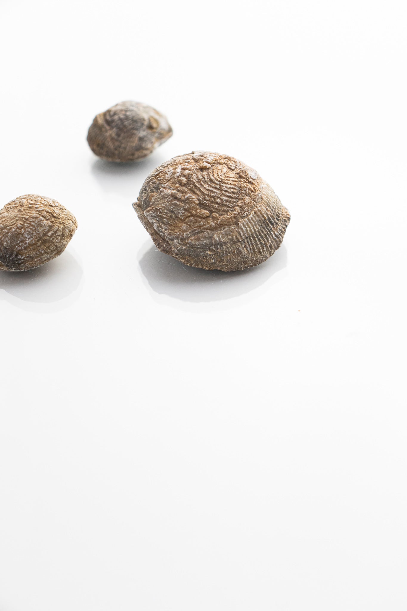 Brachiopod Fossil - Fossil from Stemcell Science Shop