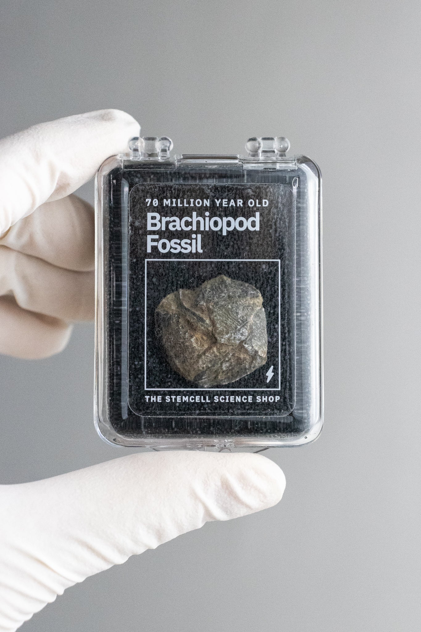 Brachiopod Fossil - Fossil from Stemcell Science Shop