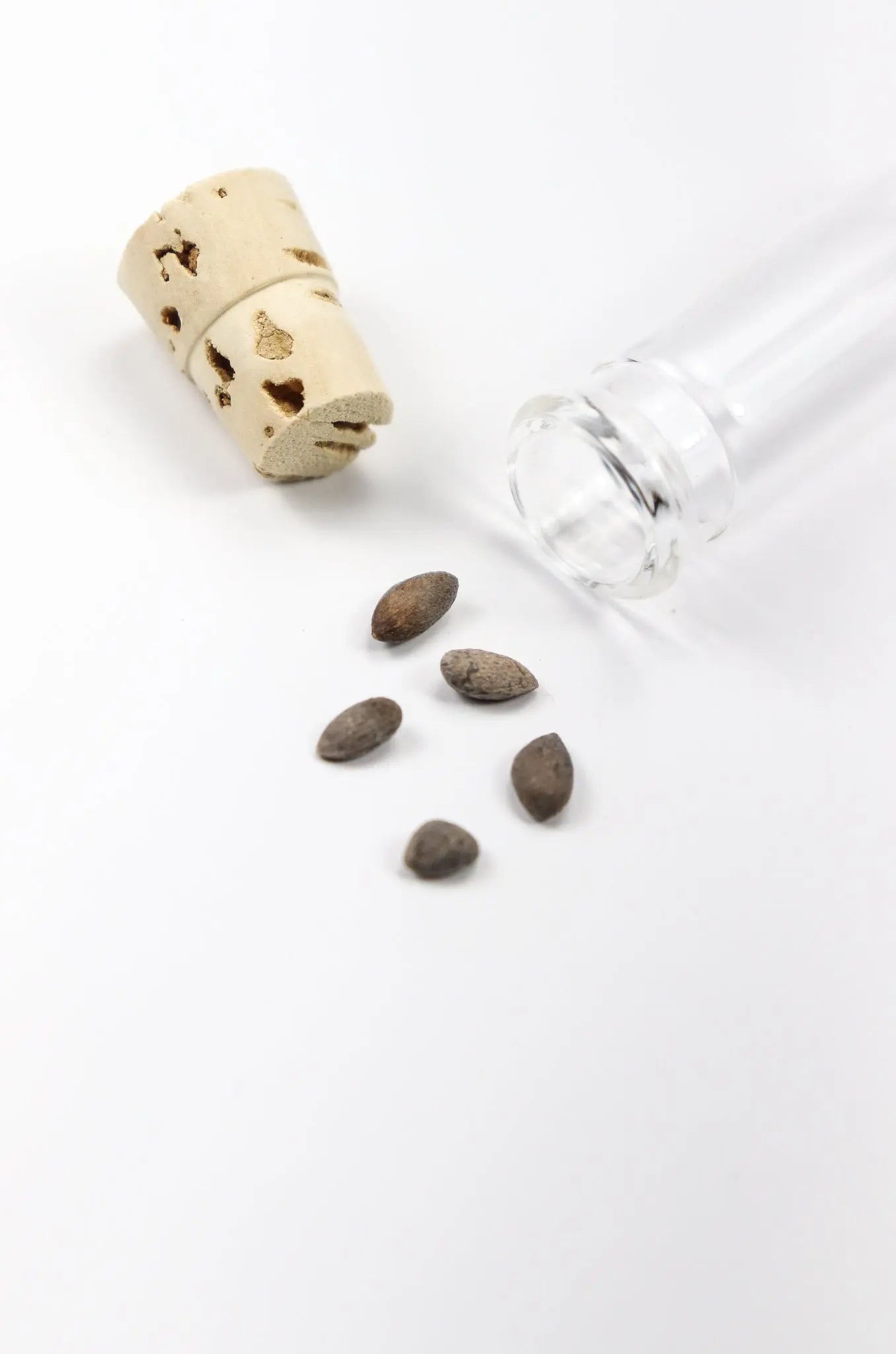Bristlecone Pine Seeds - Natural Specimen from Stemcell Science Shop