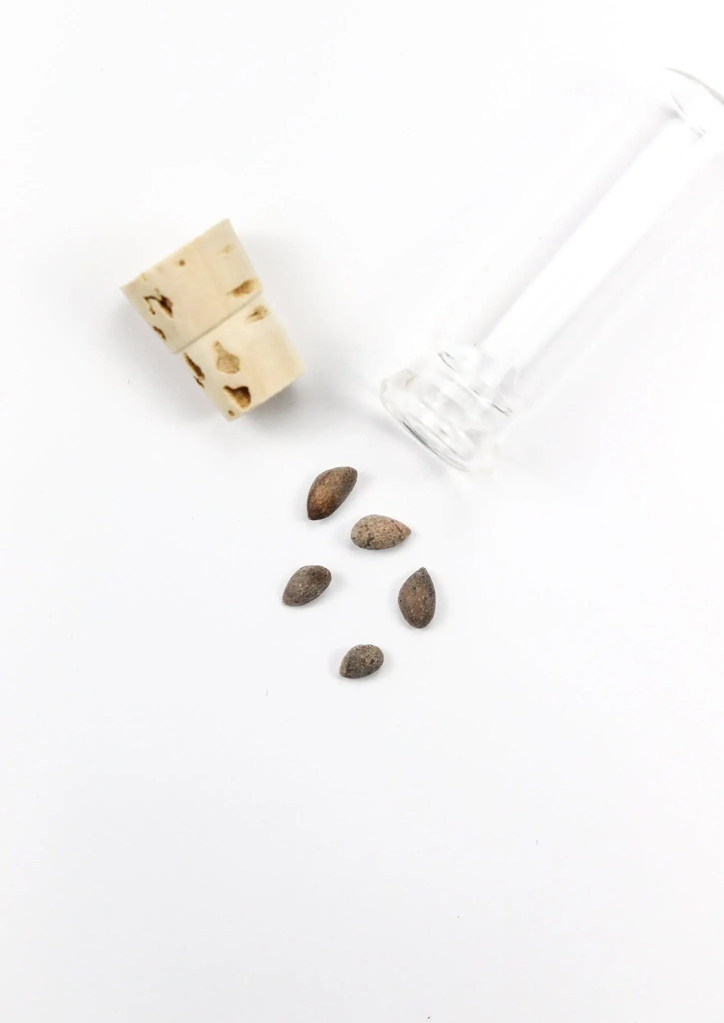 Bristlecone Pine Seeds - Natural Specimen from Stemcell Science Shop