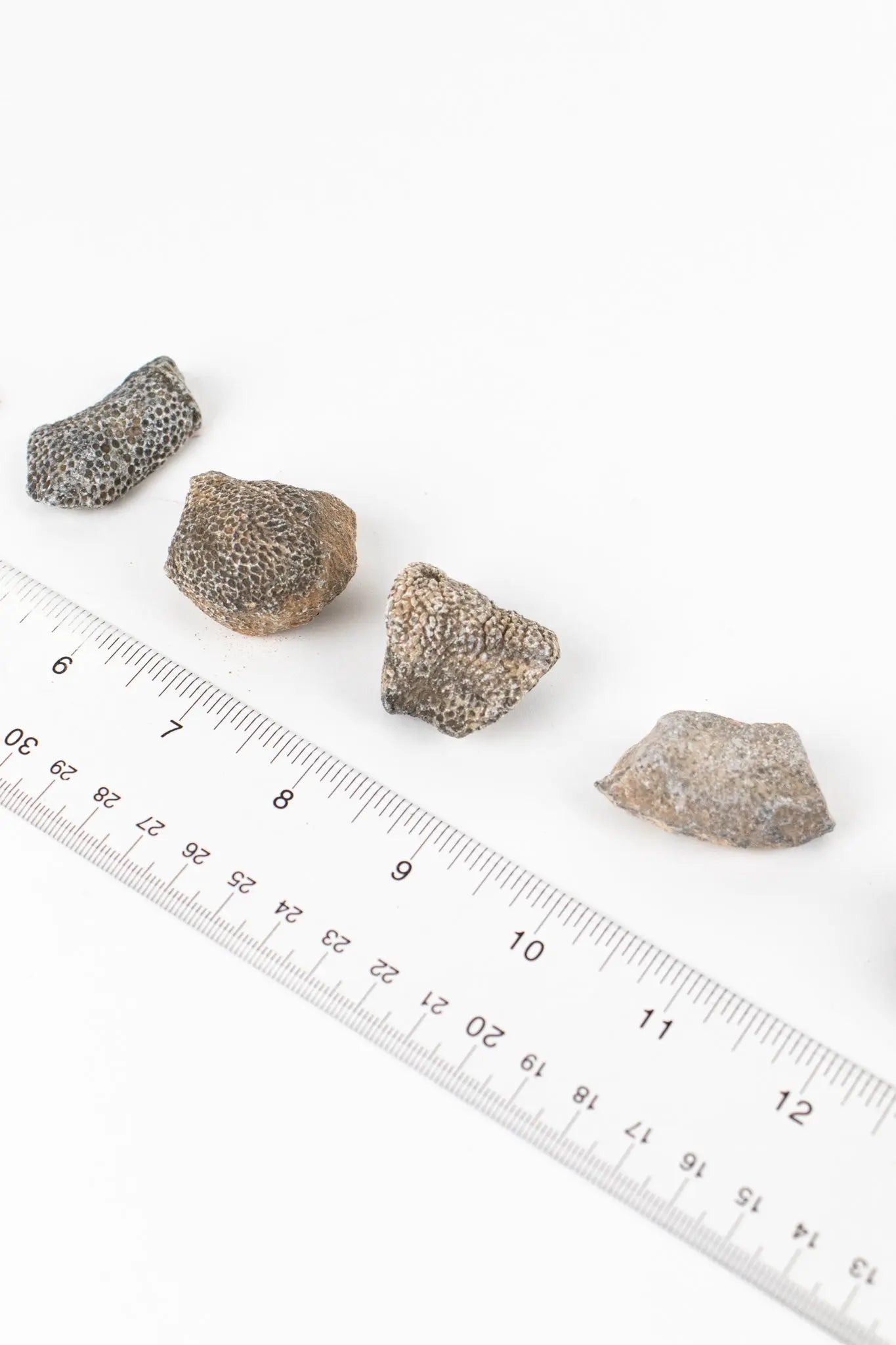 Bryozoa Fossil - Fossil from Stemcell Science Shop